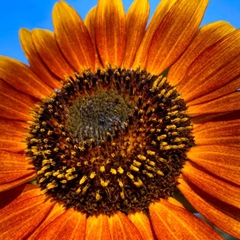 Sementes de Girassol Sol Noturno SUPER ISLA na internet