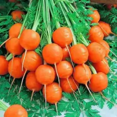 Sementes de Cenoura Planeta (Bolinha) Blueline TOPSEED