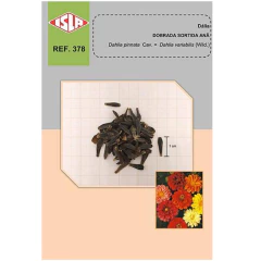 Sementes de Dália Anã Dobrada (Sortida) Super ISLA - comprar online