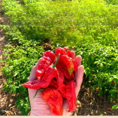 Imagem do Sementes de Pimenta Bhut Jolokia Aimoré Super ISLA