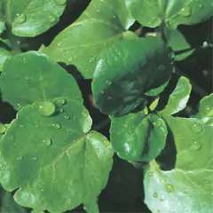 Sementes de Agrião de Água (Folha Larga) TOPSEED na internet