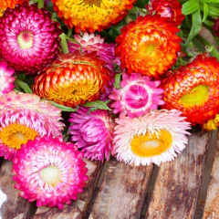 Sementes de Helichrysum Sempre-Viva (Sortida) Super ISLA - loja online