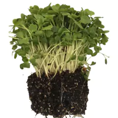 Sementes Brotos Microverdes de Rúcula Surya Super ISLA - comprar online