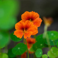 Sementes de Capuchinha Anã Tango ISLA - loja online