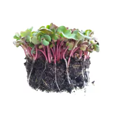 Sementes Brotos Microverdes de Repolho Krishna ISLA - loja online