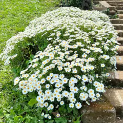 Sementes de Margarida Branca Blueline TOPSEED