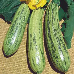 Sementes de Abobrinha de Tronco Caserta ISLA na internet