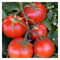 Sementes de Tomate Paulista Santa Clara FELTRIN - loja online