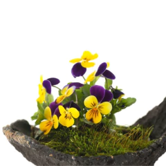 Sementes De Amor Perfeito Mini Scotch (sortido) Isla - loja online