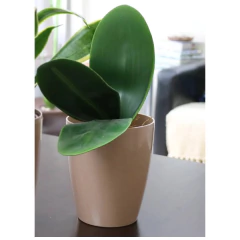 Vaso Orquídea (12x15cm) Malva Vintage VASART - loja online