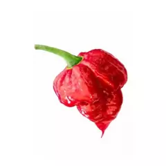 Imagem do Sementes Pimenta Cowboy [Trinidad Scorpion Vermelha] FELTRIN