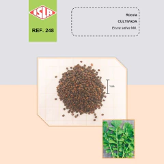 Sementes Broto Microverdes Rúcula Cultivada (100g) ISLA - Cultiv.me