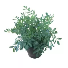 Sementes de Arruda FELTRIN - comprar online