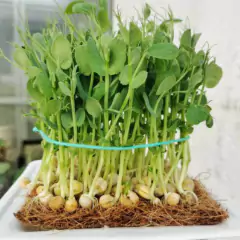 Sementes Brotos Microverdes de Ervilha Torta Super ISLA - Cultiv.me