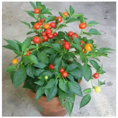 Sementes de Pimenta Redonda para Vaso TOPSEED - comprar online