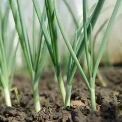 Sementes de Cebola IPA 11 TOPSEED