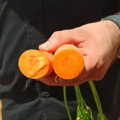 Sementes de Cenoura Kuroda TOPSEED - Cultiv.me