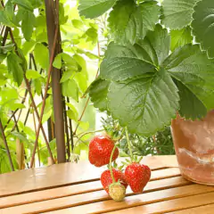 Imagem do Sementes de Morango Sensação Super ISLA