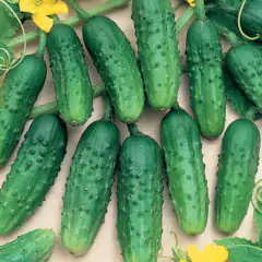 Sementes de Pepino (Para Conserva) TOPSEED - comprar online