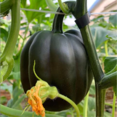 Sementes de Abóbora Mini Híbrida Pérola Negra ISLA - comprar online