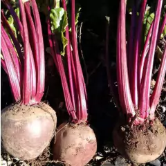 Sementes de Beterraba Katrina (Lata 250g) FELTRIN - Cultiv.me