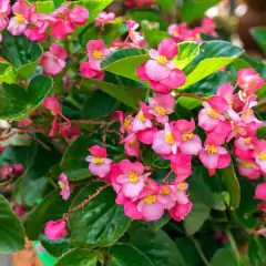 Sementes de Begônia Semperflorens SUPER ISLA
