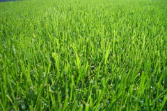 Semente Grama Bermuda [Folha Fina] (50g) ISLA - comprar online