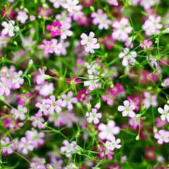 Sementes de Gypsophila Elegans / Mosquitinho (Sortido) ISLA - Cultiv.me