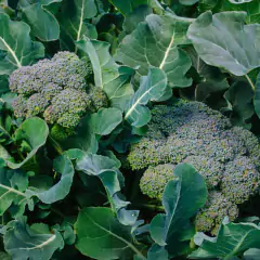 Sementes de Brócolis Calabrês de Cabeça TOPSEED - comprar online