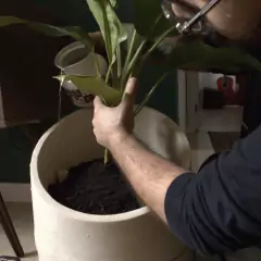 Vaso Autoirrigável Copo de Leite M (22X25) Cor Basalto BROTA - loja online