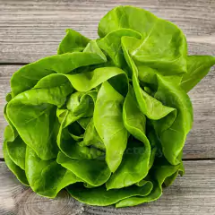 Sementes de Alface Aurélia (Manteiga) TOPSEED - Cultiv.me
