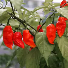Sementes de Pimenta Bhut Jolokia Aimoré Super ISLA - Cultiv.me