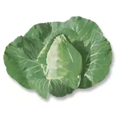Sementes de Repolho Coração de Boi TOPSEED - loja online