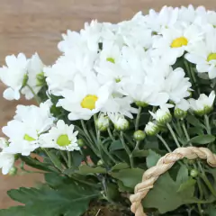 Sementes de Margarida Branca Blueline TOPSEED - Cultiv.me