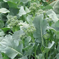 Sementes de Brócolis Ramoso Piracicaba (100g) TOPSEED - Cultiv.me