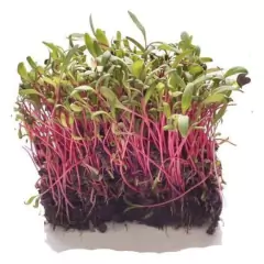 Sementes Brotos Microverdes de Beterraba Shankar Super ISLA - loja online