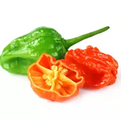 Sementes de Pimenta Cascavel (Bhut Jolokia) FELTRIN - loja online