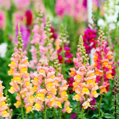 Sementes Antirrhinum Boca-de-Leão Anã (Sortida) Super ISLA na internet