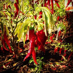 Sementes de Pimenta Cayenne (Dedo de Moça) Super ISLA na internet