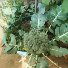 Sementes de Brócolis Calabrês de Cabeça Blueline TOPSEED - Cultiv.me