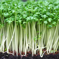 Sementes Microverdes Brotos de Agrião do Seco SUPER ISLA na internet