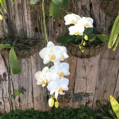 Meio Vaso de Parede em Fibra de Coco (30cm) TOP GARDEN - comprar online