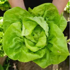Sementes de Alface Aurélia (Manteiga) TOPSEED - comprar online