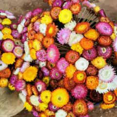 Sementes de Helichrysum Sempre-Viva (Sortida) Super ISLA - comprar online