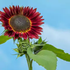 Sementes de Girassol Sol Vermelho ISLA - loja online