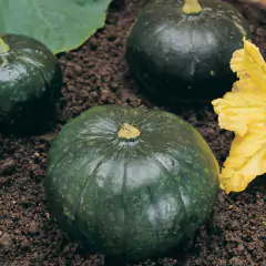 Sementes de Abobrinha de Tronco Tortuga Super ISLA - Cultiv.me