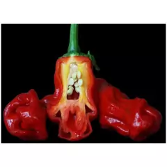 Sementes de Pimenta Peter Pepper TOPSEED