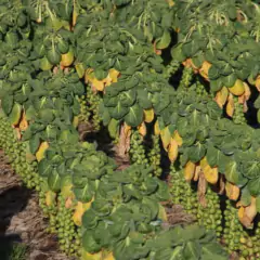 Sementes de Couve-de-Bruxelas Blueline TOPSEED - comprar online