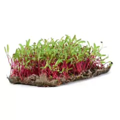 Imagem do Sementes Brotos Microverdes de Beterraba Shankar Super ISLA