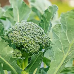 Sementes de Brócolis Ramoso Piracicaba (100g) TOPSEED na internet
